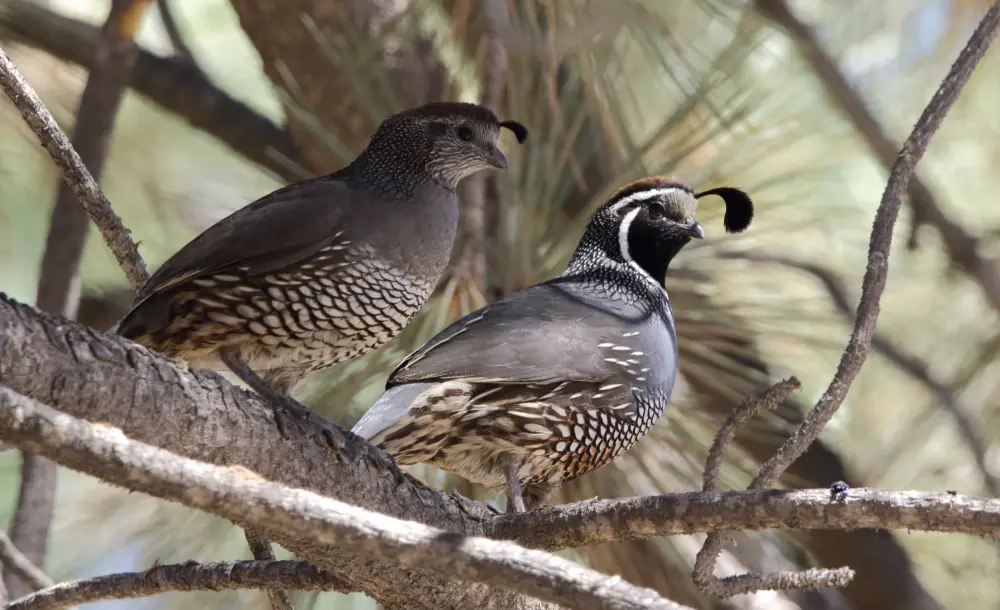 Wildlife Mexico