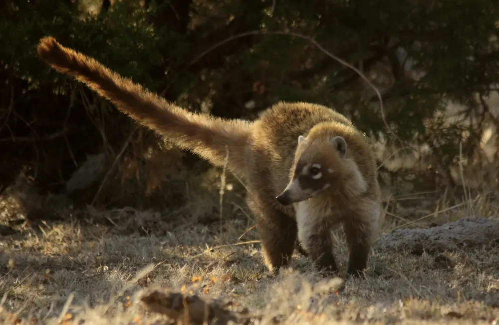 Wildlife Mexico