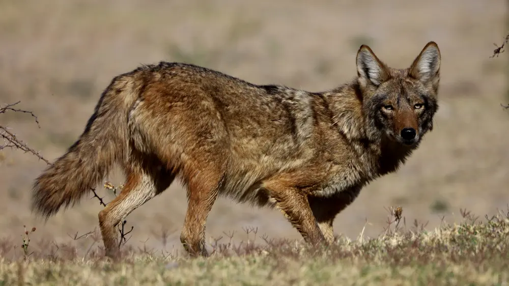 Wildlife Mexico