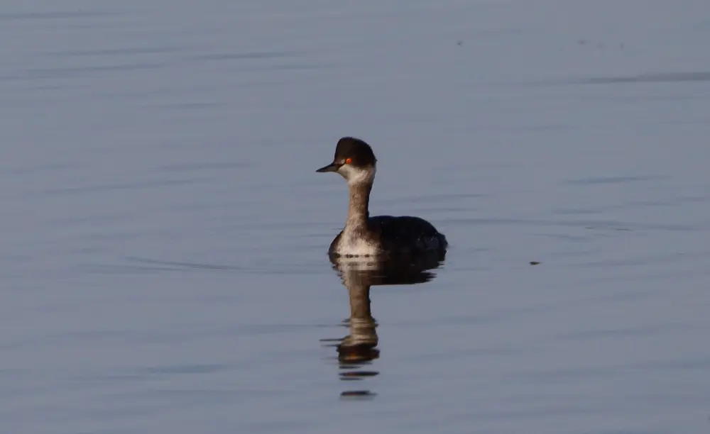 Wildlife Mexico