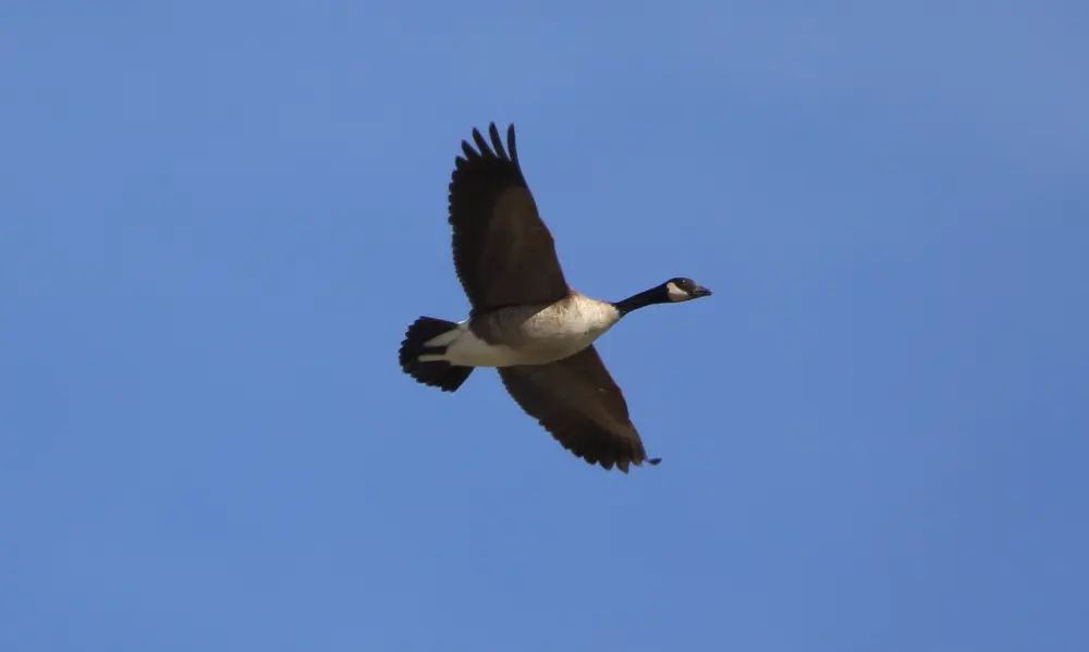 Wildlife Mexico