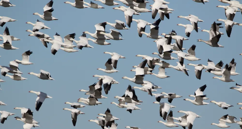 Wildlife Mexico