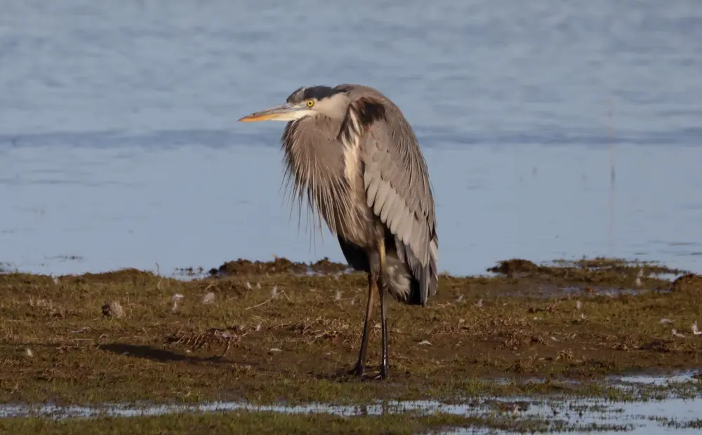 Wildlife Mexico