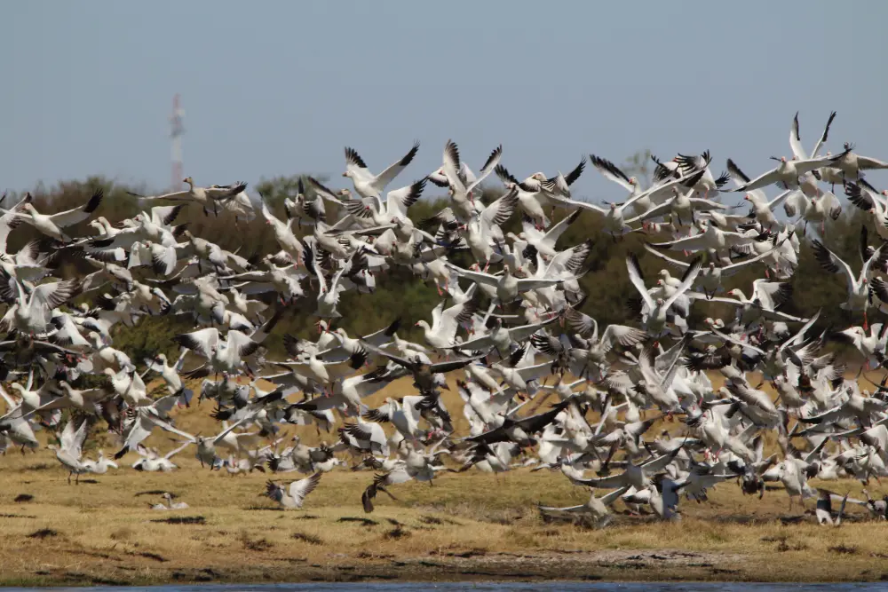 Wildlife Mexico