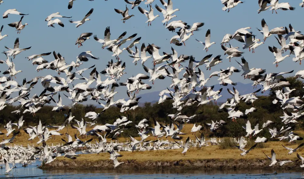 Wildlife Mexico