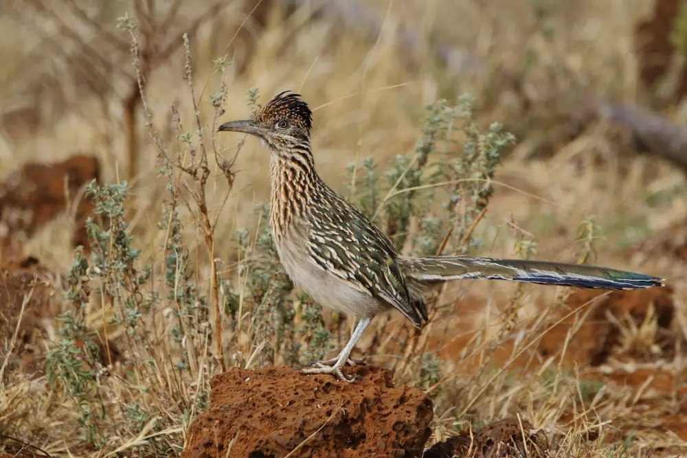 Wildlife Mexico