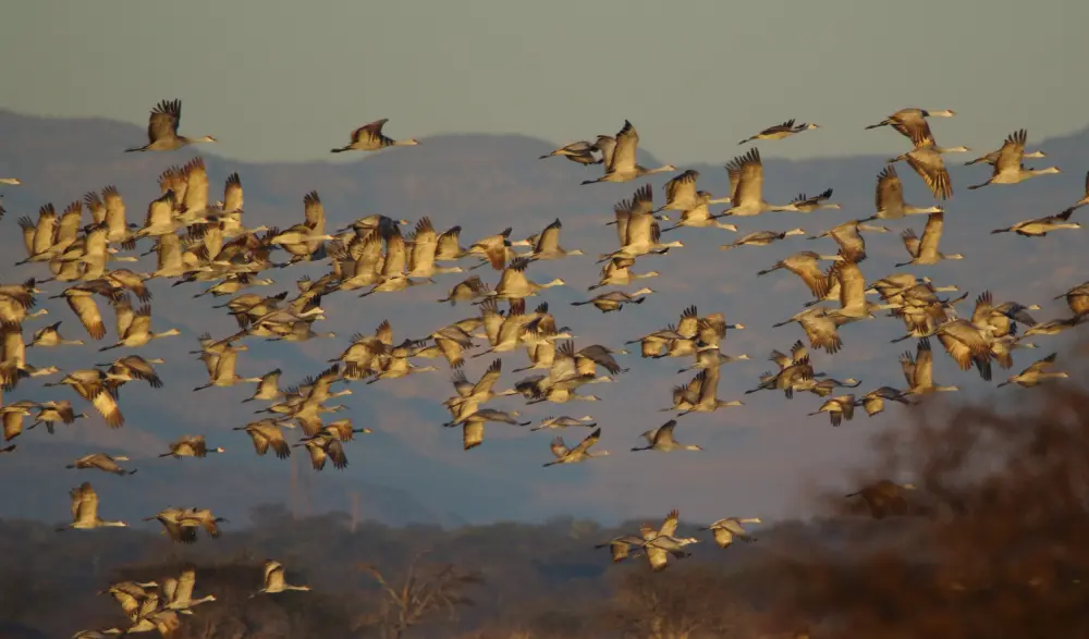 Wildlife Mexico
