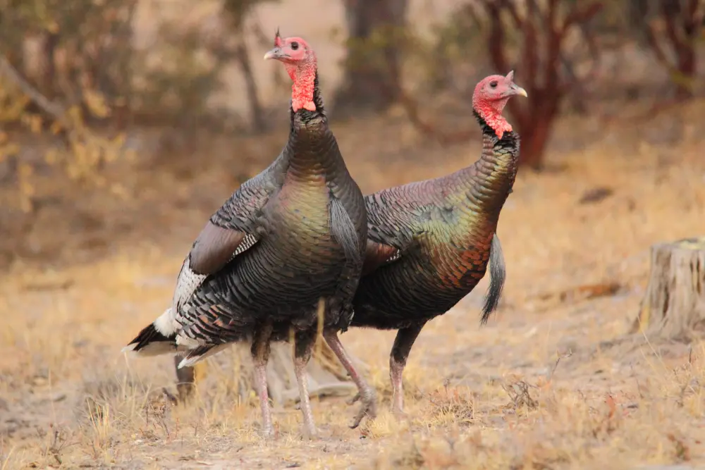 Wildlife Mexico