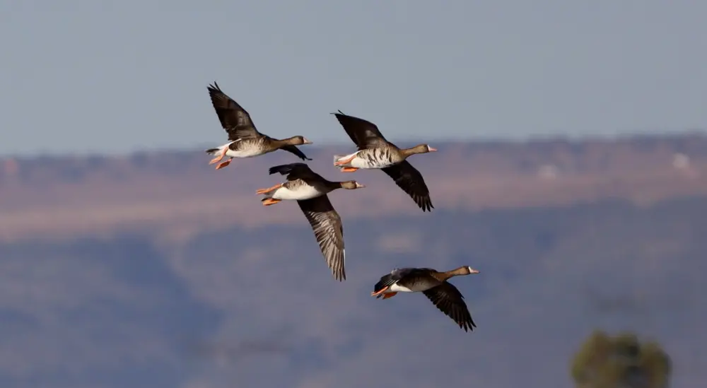 Wildlife Mexico