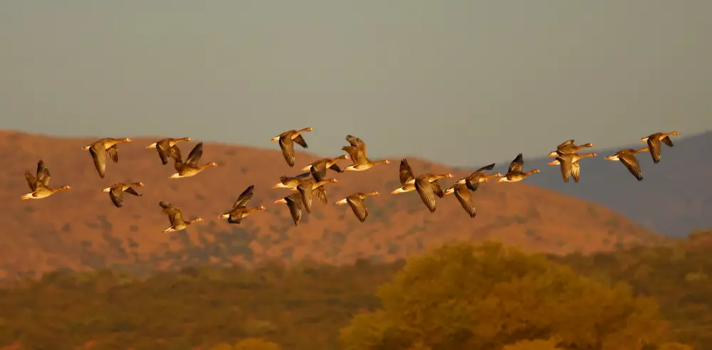 Wildlife Mexico