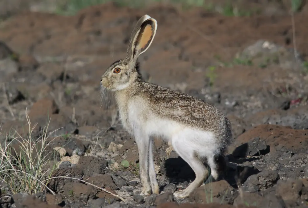 Wildlife Mexico