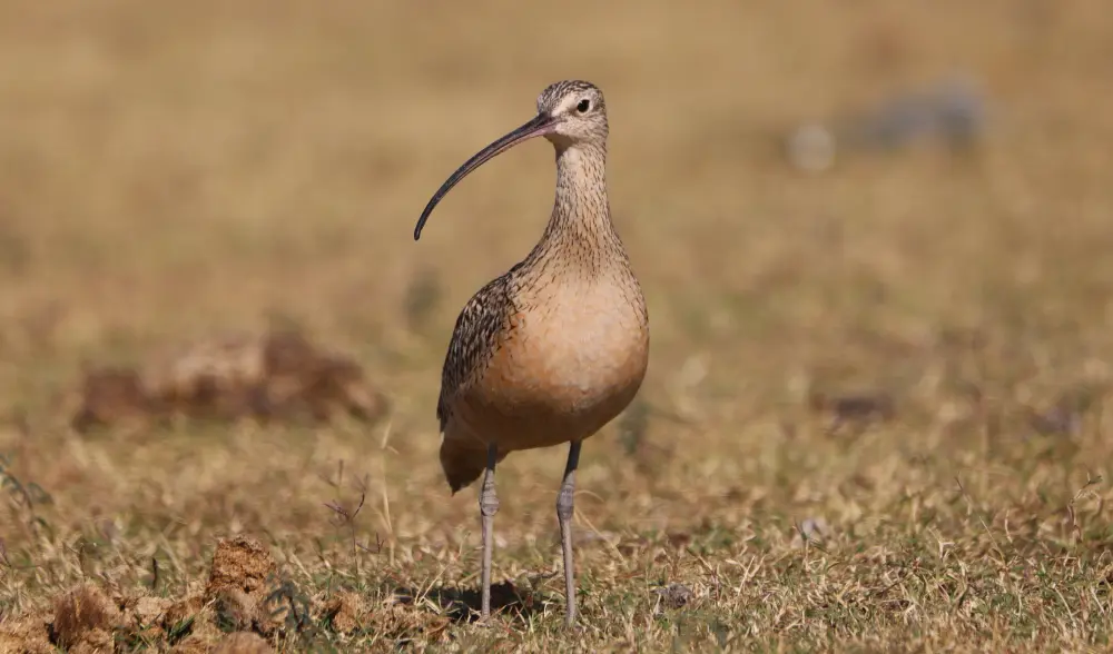 Wildlife Mexico