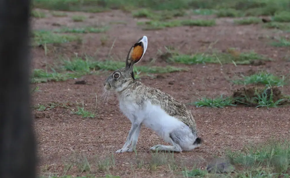Wildlife Mexico