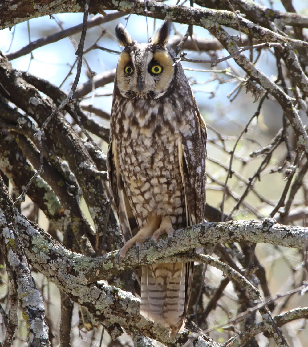Wildlife Mexico