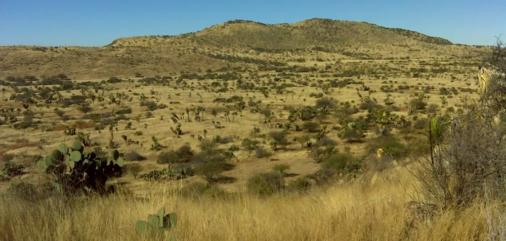 Wildlife Mexico